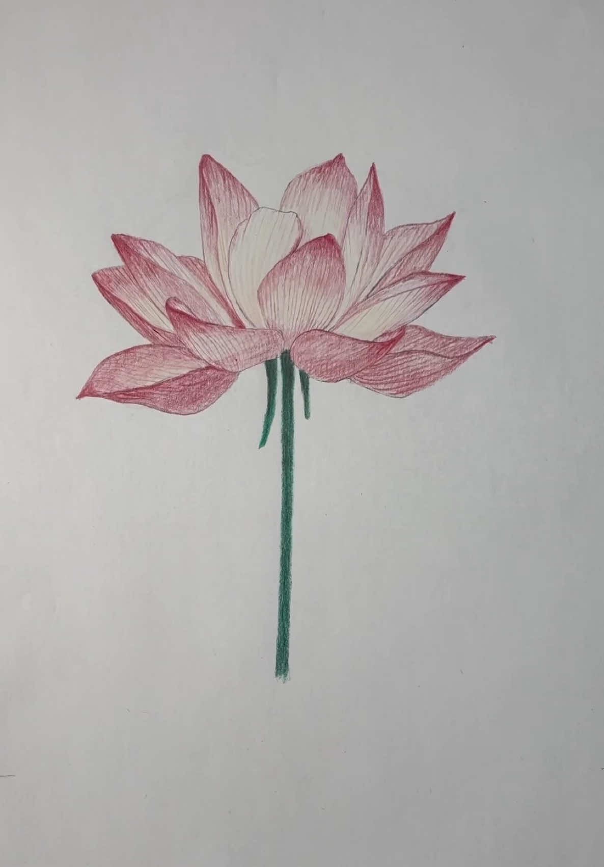 How to Draw a Realistic Lotus Flower Step-by-Step