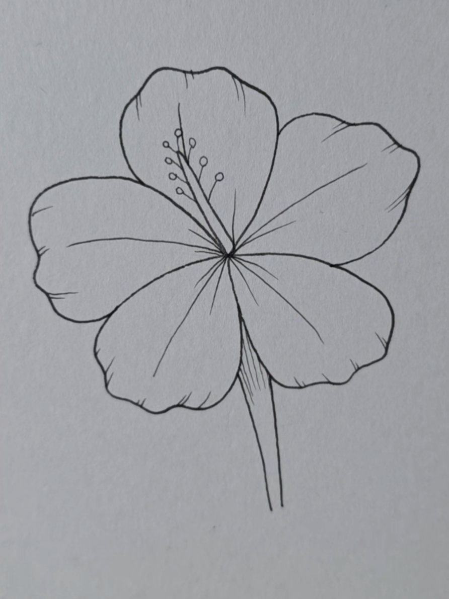 Hibiscus flower drawing
